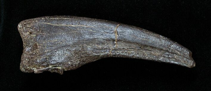 Struthiomimus Dinosaur Hand Claw - South Dakota #1697